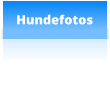 Hundefotos